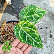 Real Picture Anthurium Crystallinum Variegated Free Phyto