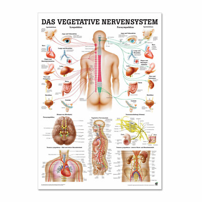 Lehrtafel ''Das Vegetative Nervensystem'' Rüdiger Anatomie | 70 x 100 cm