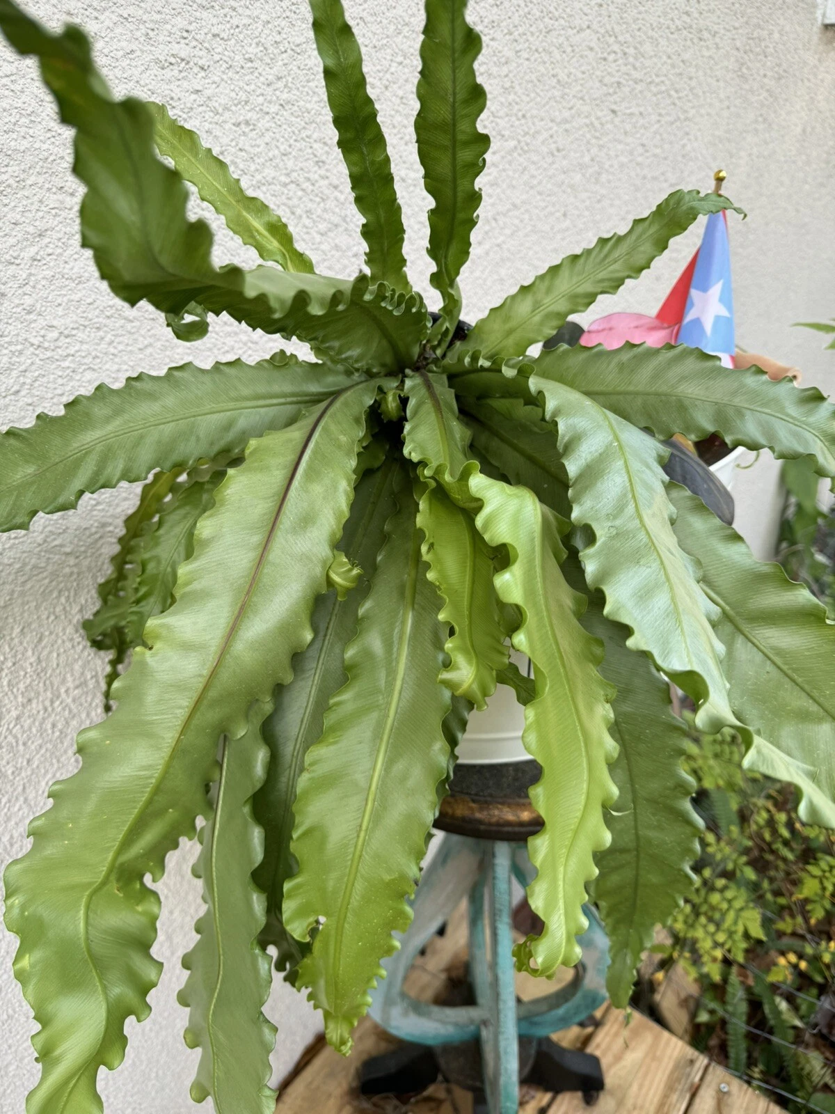 Bird Nest Plant