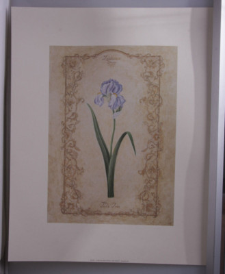 Pale Iris Flower Iridaceae Sketch Purple 16x20'' 2001 Selavy Print USA NEW
