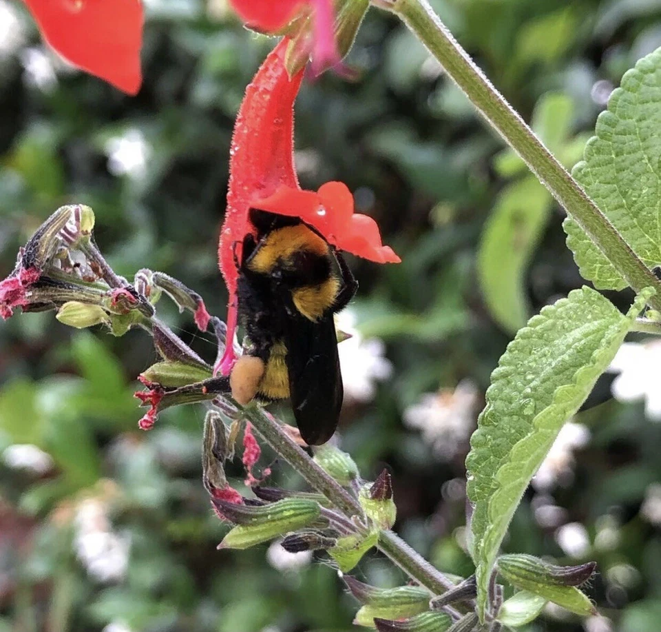 Texas Lady In Red Sage Salvia Coccinea 50 Seeds Bees Hummingbirds Butterflies - Image 4 of 4