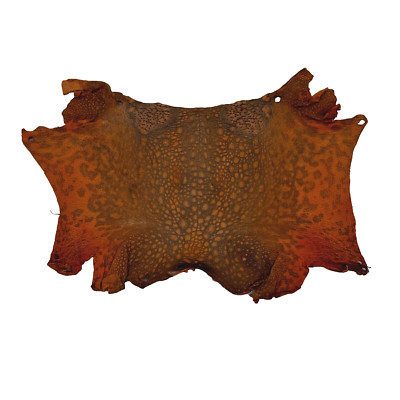 Bufo Marinus Cane Toad Skin Taxidermy Dyed Leather Matte Orange/Gray Highlights