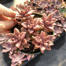 Graptosedum 'Alpenglow' Succulent Plant