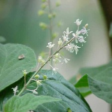 Aceite de fragancia de pachulí - 1 OZ - para hacer velas y jabón de Virginia...