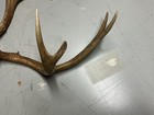 mule deer antlers — photo 2