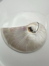 White Pearl Nautilus Shell Handmade Pendant in Half Cut Nautilus