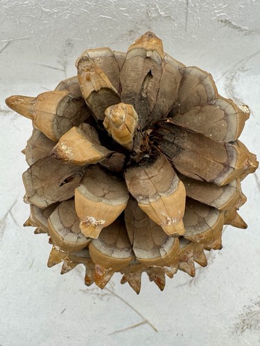 Giant Coulter Pine Cone California Widow Maker Natural Hooked Tips 9.5”X7.5” - Picture 7 of 11