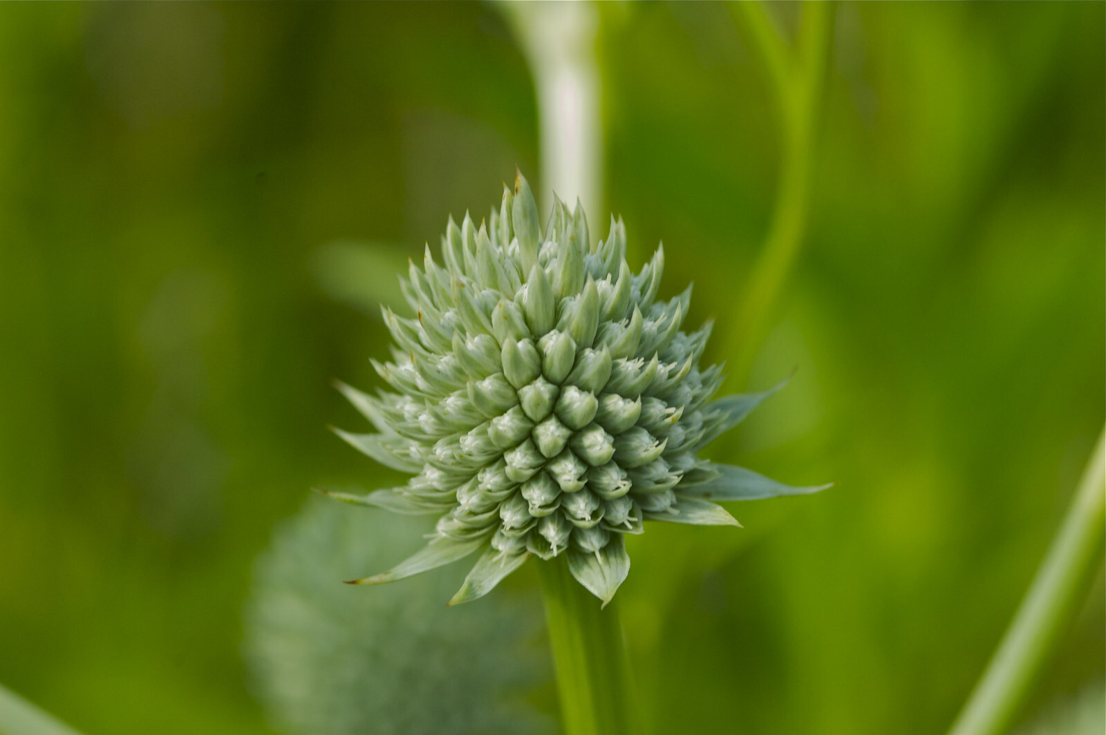 Eryngium Yuccifolium Rattlesnake Master seed eBay