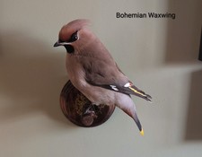 Skulls, Bones, Animal Skull, Curio, Home Decor, Voodoo, Oddities, Taxidermy