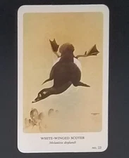 General Cigar Company Trading Card - No. 23 White-Winged Scoter - Card 1