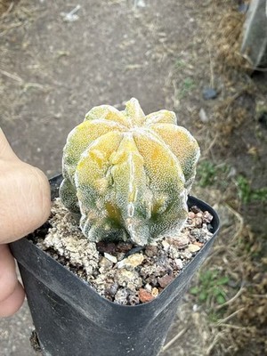 Astrophytum myriostygma cv. Fukuryu Lem variegated Seedgrown succulent cactus