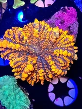 WYSIWYG Blue ballz bounce mushroom live coral pally/zoa/shroom/sps/lps