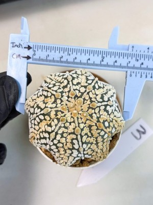 Astrophytum Star Shape (at3) (r3) | Rare Cactus