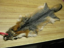 Tanned Grey Fox Hide Coats DAMAGED Taxidermy #0035028 Row A-3
