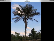 10*RARE*SEEDS*ALLAGOPTERA CAUDESCENS***BURI PALM***FREE SHIPPING***