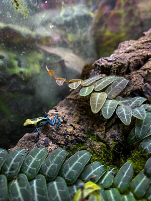 Live Vanilla Orchid Stem Cutting – Terrarium & Vivarium Safe, Dart Frog Friendly, Climbing Plant