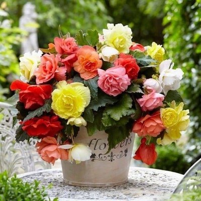 Imported Winter Begonia Tuberous Double Pack of 2 Bulbs