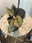 Paphiopedilum delenatii v. vincolor ‘Dark’ X sib — photo 3