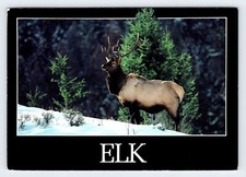 Elk Vintage 4x6 Postcard JNP3