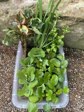 20 Koi Pond Deluxe Chamaeleon Water Hyacinth Lettuce Iris Floating Plant 3