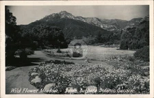 RPPC Wild Flower Meadow-Santa Barbara Botanic Garden,CA 1949 Real Photo Postcard