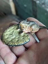 Cast Iron Toy Bradley Hubbard Crown Mouse BH Biscuits Advertising Paperweight