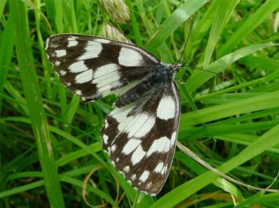 MARBLED WHITE BUTTERFLY GLOSSY POSTER PICTURE PHOTO bug insect nice pretty 1438