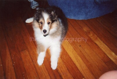 FOUND DOG PHOTOGRAPH Color ORIGINAL Snapshot VINTAGE 51 LA 84 W