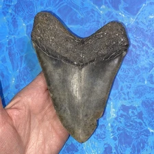 MEGALODON SHARK TOOTH 5.61” HUGE TEETH MEG SCUBA DIVER DIRECT FOSSIL NC 9394