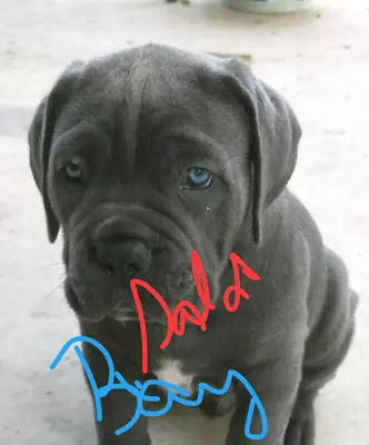 Cane Corso Pups For Sale Dogs Puppies Gumtree Australia Dalby