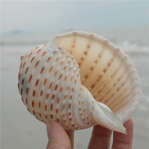 Natural Fasciolaria Trapezium large Top quality real shell sea snail home decora - Picture 56 of 60