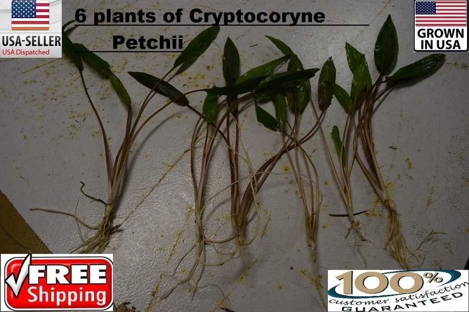 6 RARE Cryp Beckettii Petchii plants Easy Aquarium aquascaping planted tank