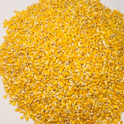  Whole Kernel Corn Animal Wildlife Feed Arts & Crafts 10 Lbs