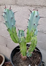 Myrtillocactus Geometrizans Blue Candle 5 Tops 14H