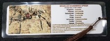 Venomous Spiders Bookmark - Hand Made - Choose Spider - 5 ml thick - 8" x 3"