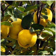 Quince Tree Champion 4-5ft Tall, Ready to Fruit.Make Tasty Pies