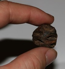 Metasequoia PINE CONE - Dinosaur Age Hell Creek Cretaceous - Super Nice Specimen