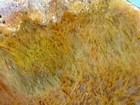 A+ Killer Sumatra Flame Sagenite Agate Indonesia. — photo 10