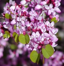 Cercis Occidentalis 25 Seeds, Western Redbud Cold Hardy Flowering Shrub Or Tree