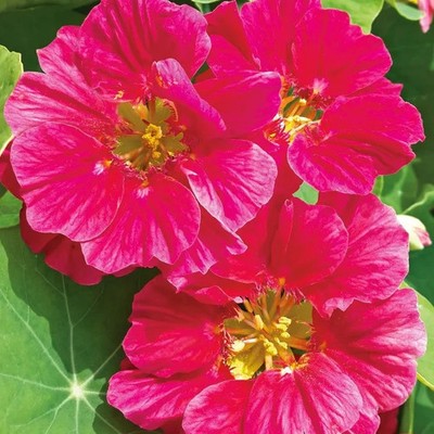 6 +  Samen Große Kapuzinerkresse  Cherry Rose  Kletterpflanze  Blumen Gemüse