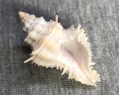 *Coralliophila fearnleyi (Fearnley's Coral-shell) 38mm !!! | eBay
