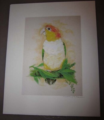 White Bellied Caique Parrot Signed Print From Michelle J.A. McIntyre New