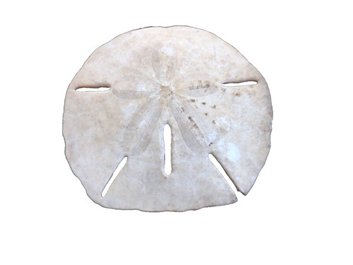 Sand Dollar Sea Shell, 4" wide
