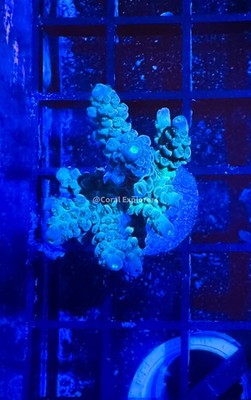 CE- WYSIWYG Hidden Chaos Acro Frag Live Coral Frag LPS SPS #RSPSA1