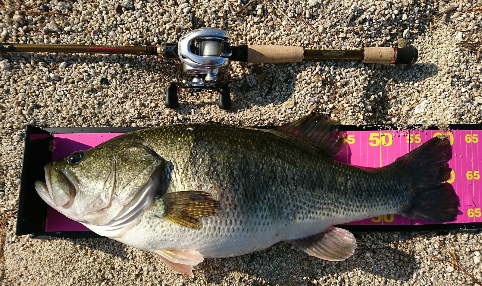 Reserved for Craig – Megabass Lures 2 - Image 3