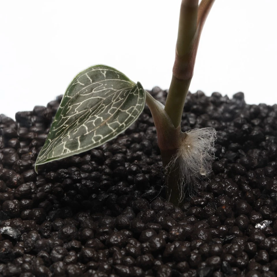 MT Premium Suelo Volcánico para Camarones y Acuarios Plantados | Japón Aso Volcano阿蘇山 Foto 4 de 4