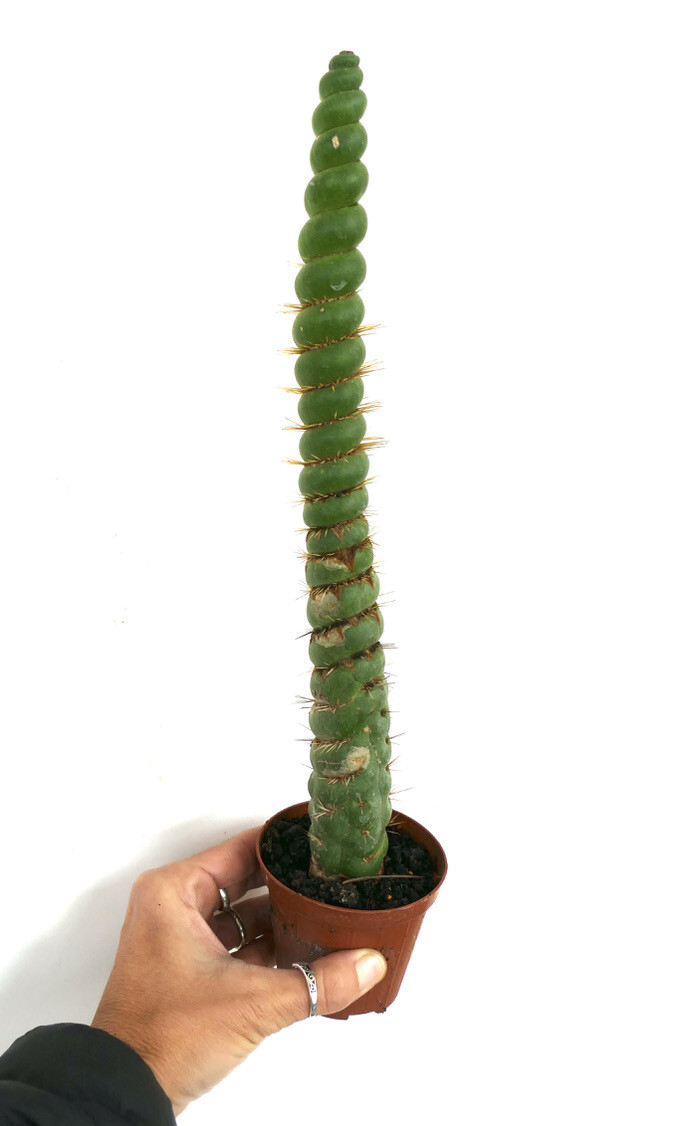spiralis for sale spiralis for sale Shipping to South Africa