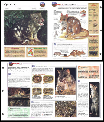 Fold-Out Sheet - Quoll - 177