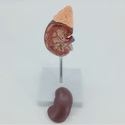 Rene umano con ghiandola surrenale modello medico anatomico esemplare urologia 1:1 - Foto 2 di 3