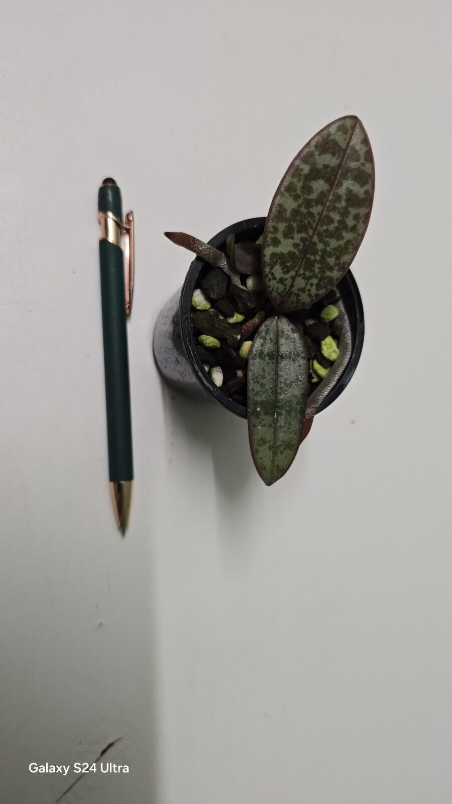 Picture 3 of 5